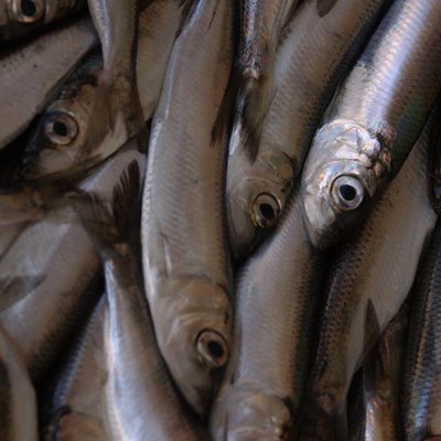 Pile of anchovies