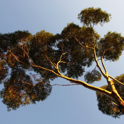 Eucalyptus tree, low angle view