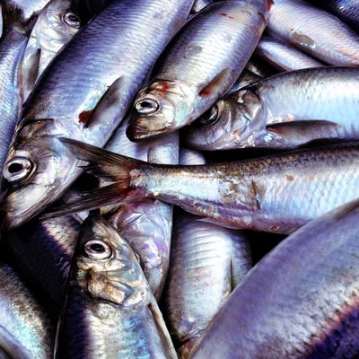 Caught fish