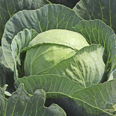 Single Cabbage