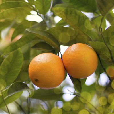 Couple of mandarines on a tree