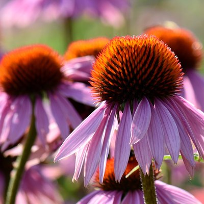 Summer Garden - Beautiful Echinacea