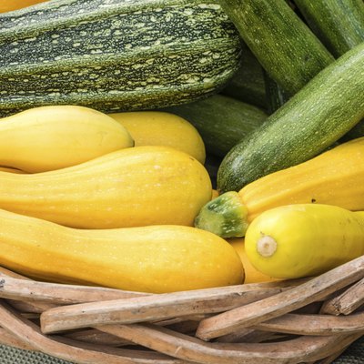 Yellow summer squash on display in baskets