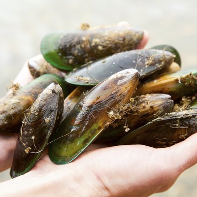Greenshell mussels