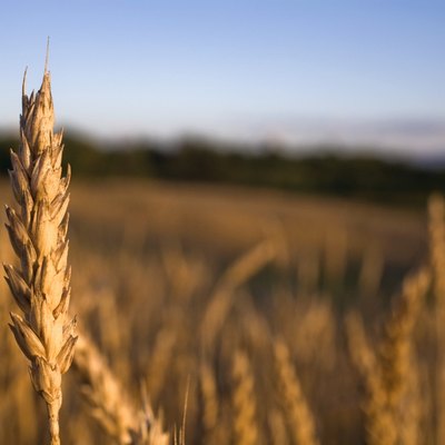Wheat field