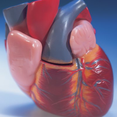 close-up of a model of the human heart