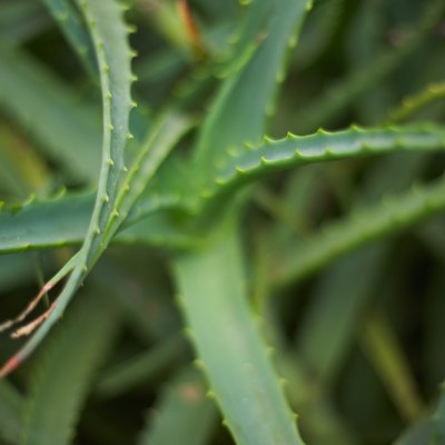 Aloe vera plant