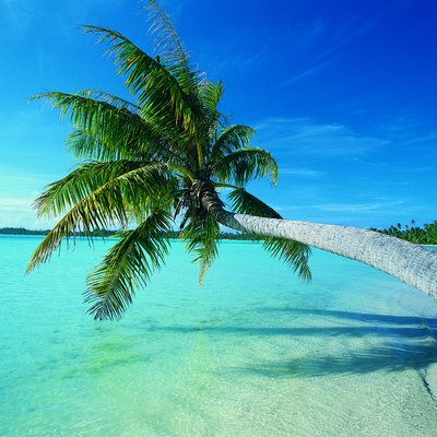 Palm tree leaning over water