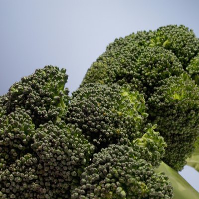 Close-up of broccoli