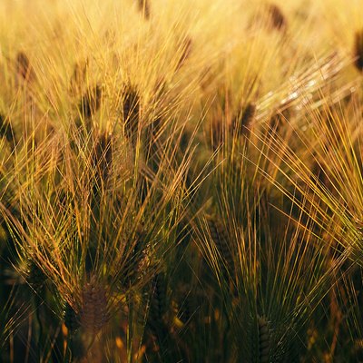 Barley crop