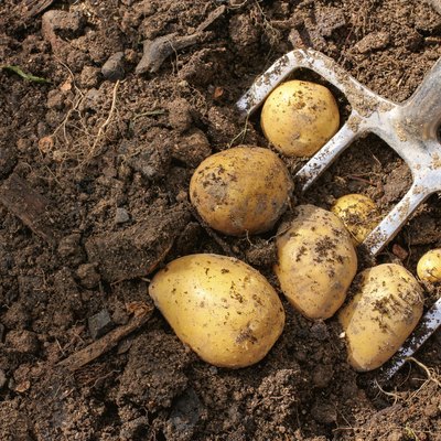 Potato harvest with bar spade