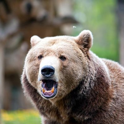 Roaring brown bear in a forest.