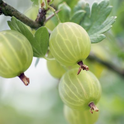 Gooseberry