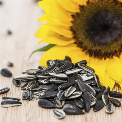 Sunflower with Seeds on wood