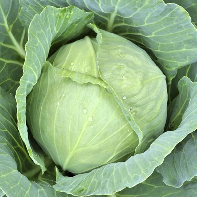close-up of fresh cabbage