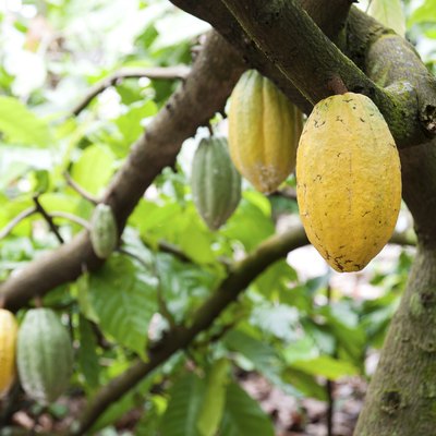 Cocoa pods