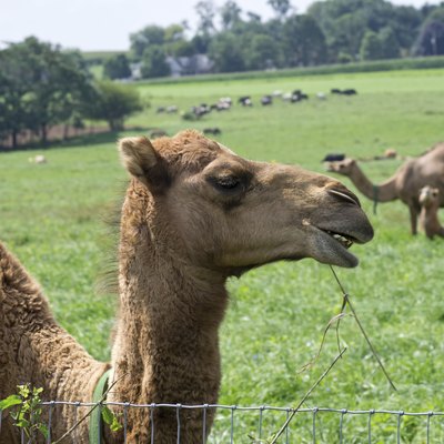 Camels in Pasture