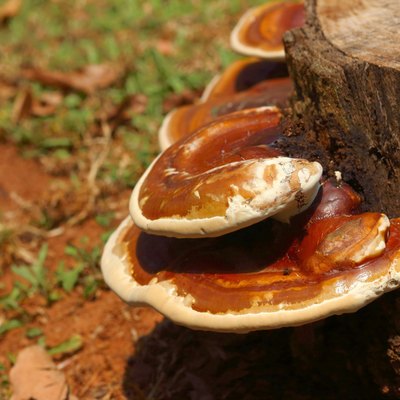 Mushrooms on a tree in the forest.