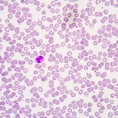 red blood cells background.