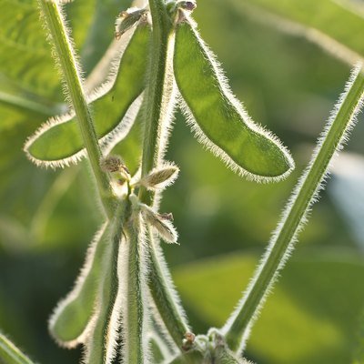 soy plant