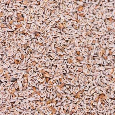 Psyllium Seeds Background