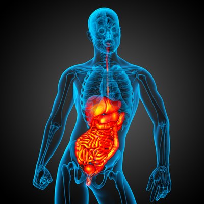 3d render medical illustration of the human digestive system
