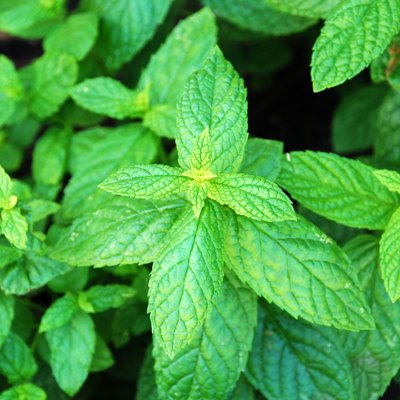mint tree