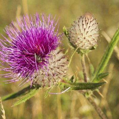 Blooming Milk thistle (Silybum marianum)