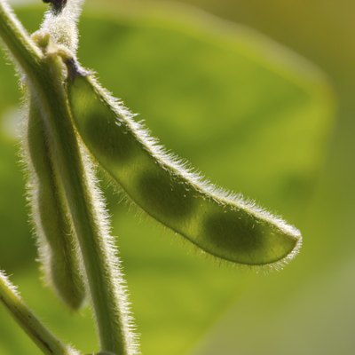 soybean pod