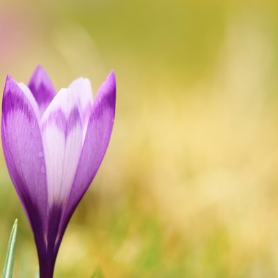 closeup of spring wild crocus