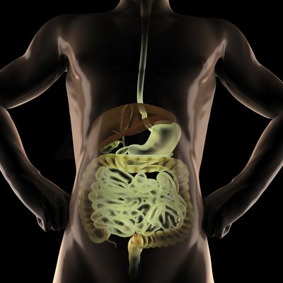 human entrails radiography scan