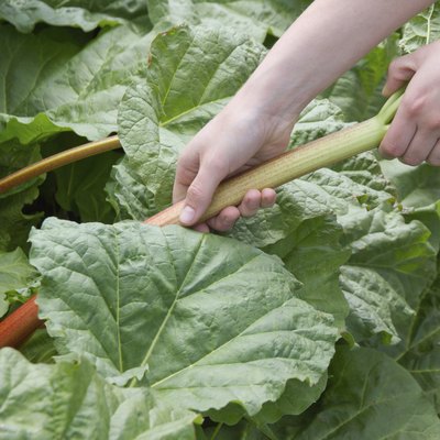 Pulling the Rhubarb