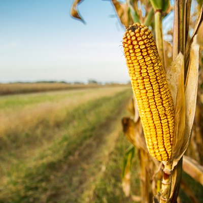 Single Ripe Yellow Cob Of Corn On A Cornfield