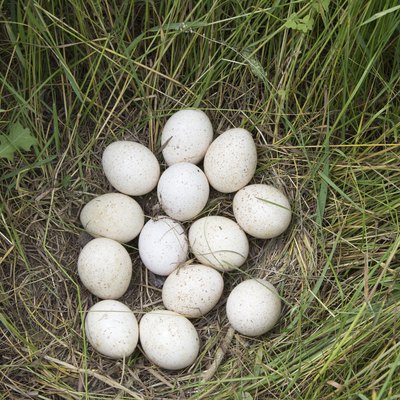 Wild Turkey Eggs On Nest