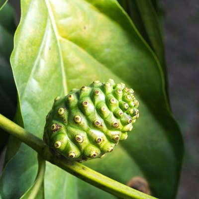 Fresh green Indean mulberry