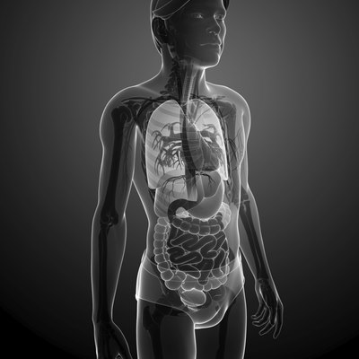 X-ray digestive system of male body artwork