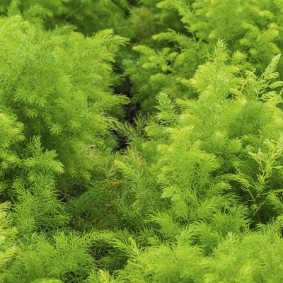 Fresh green bush of Shatavari (Asparagus racemosus Willd.)