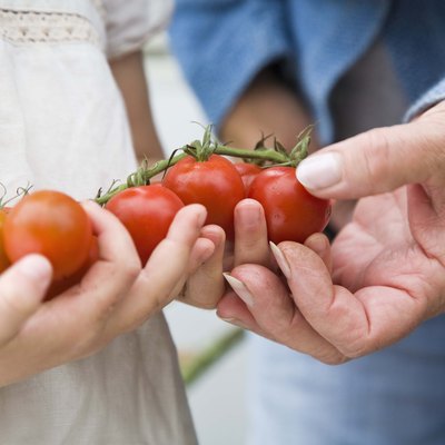 Hands holding tomatoes