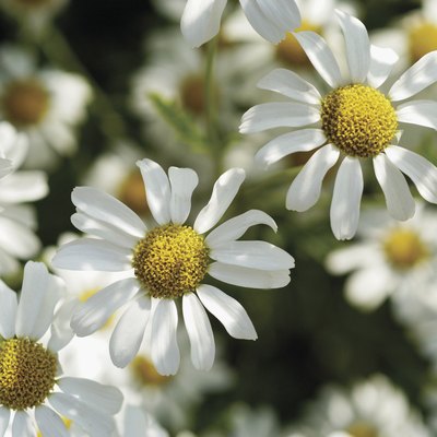 Chamomile
