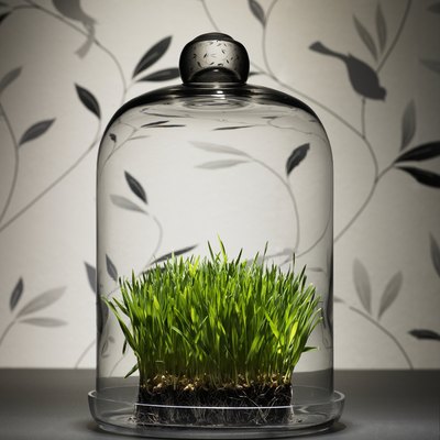 Wheat grass under glass dome