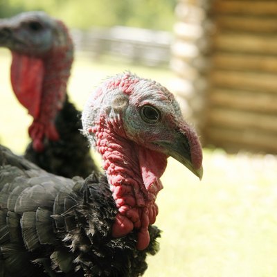 Two turkeys