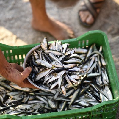 Fresh fish