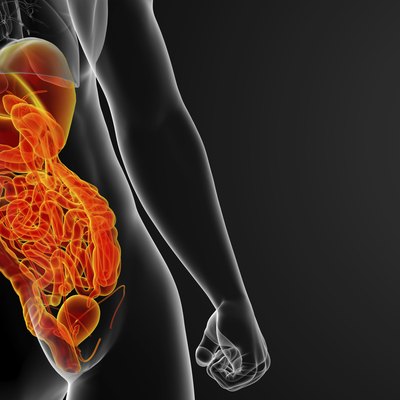 3d render illustration of human digestive system