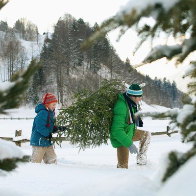 Father and son (8-10) carrying Christmas tree, view through trees
