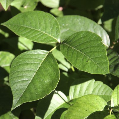Poison Ivy Profile