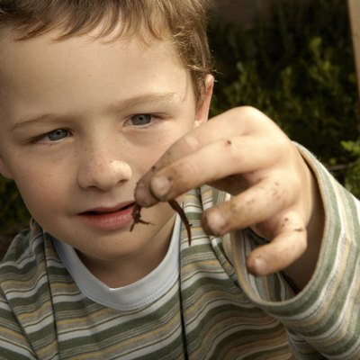 Boy (6-7) holding worm, close-up