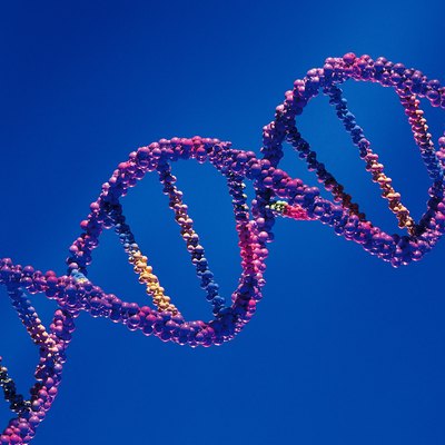 Model of DNA double helix