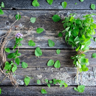 Fresh oregano herb