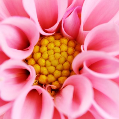 pink dahlia