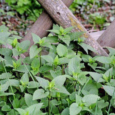 stinging nettle at a wooden fence